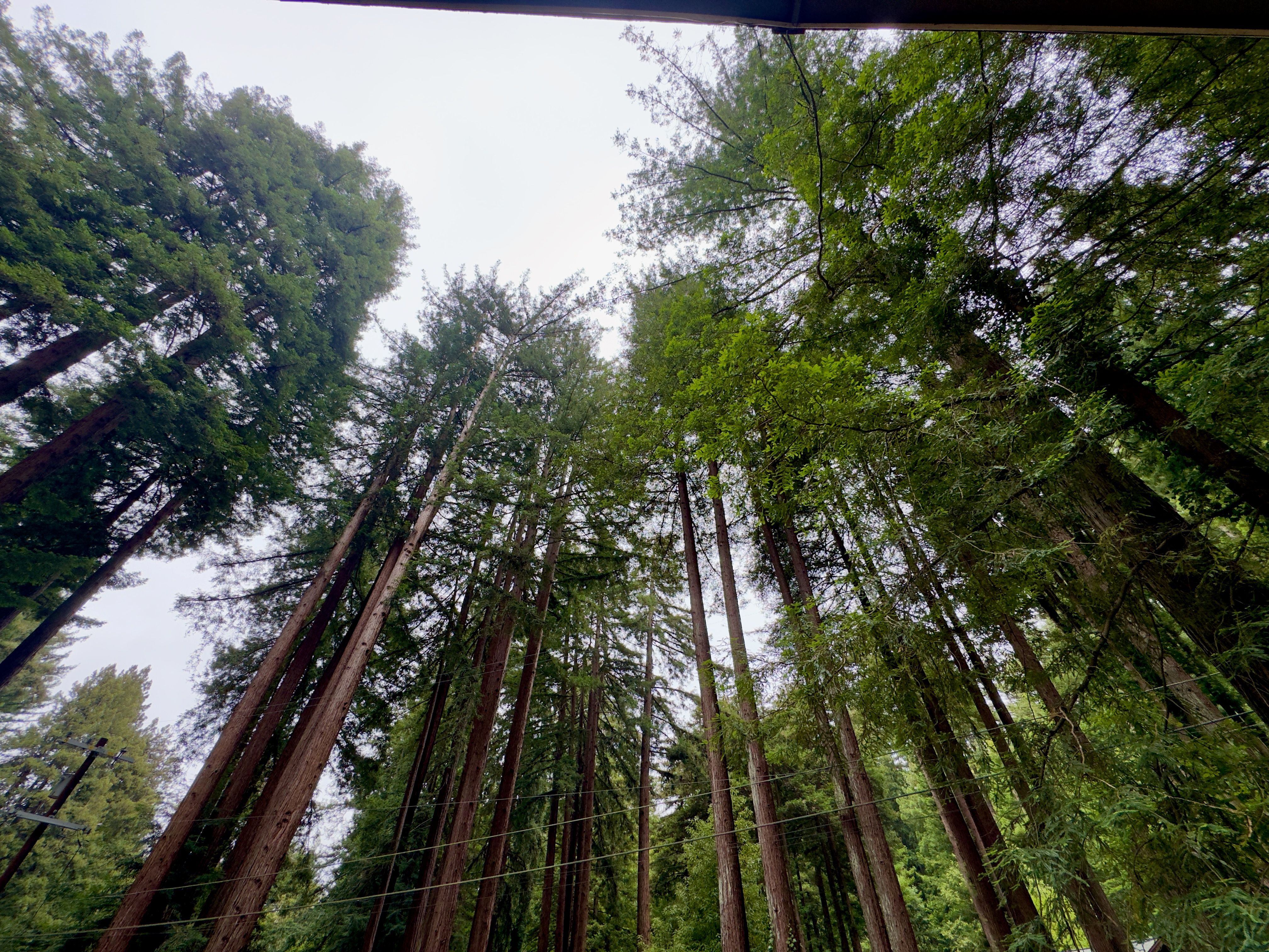 The view straight up into the tall redwood canopy from just outside the bedroom's private entrance.